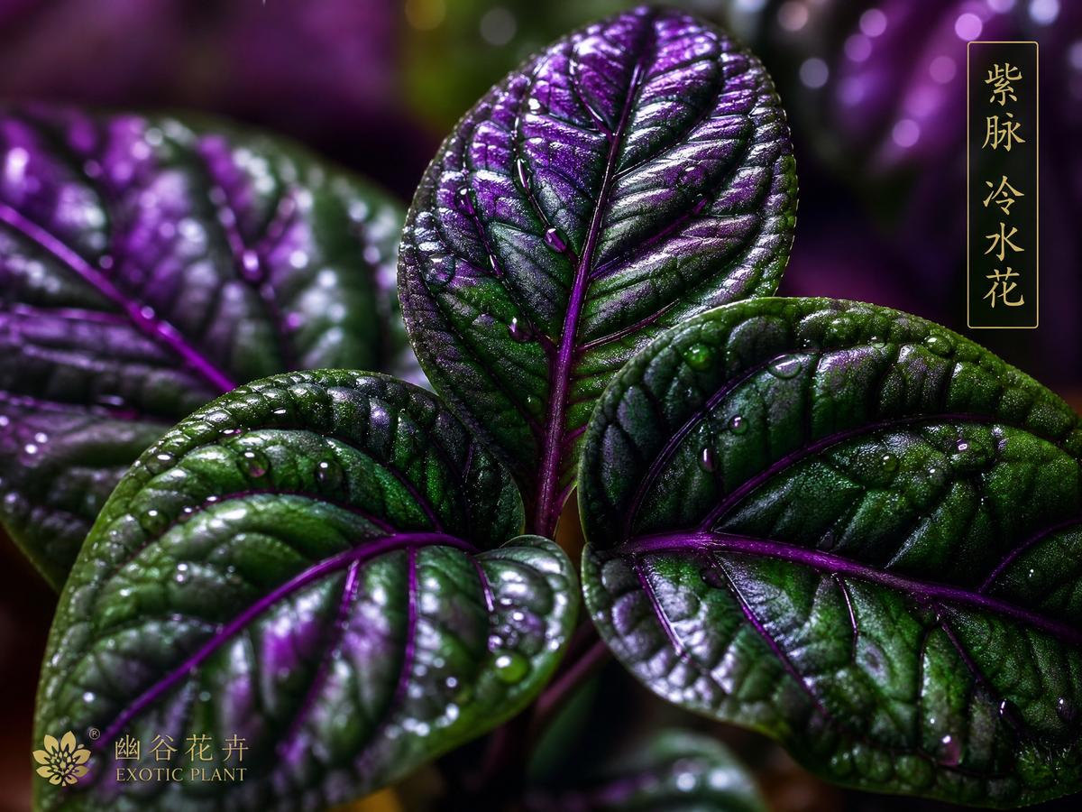 芒果视频芒果视频植物社区：稀有多肉植物视频测评，50种珍稀品种视频展示